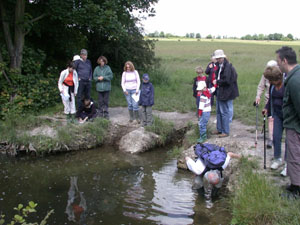 Searching the river Darenth for aquatic specimens